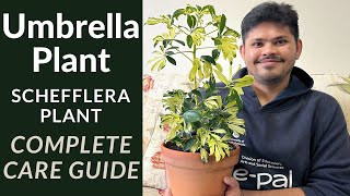 Umbrella Plant Complete Care Guide  Schefflera plant Care Tips [upl. by Harve]