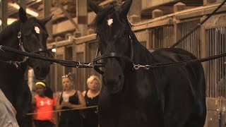 Horses  Clydesdales and Percherons  Iowa State Fair 2015 [upl. by Liscomb455]