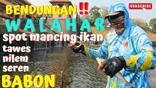 BENDUNGAN WALAHAR‼️SPOT MANCING IKAN TAWES NILEM SEREN fishing mancing mancingmania mancingtawes [upl. by Enirahtac857]