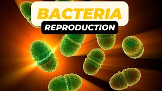 Reproduction in Bacteria [upl. by Simmons]