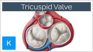 Tricuspid Valve  Cusps Function amp Location  Human Anatomy  Kenhub [upl. by Perlman203]