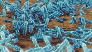 stock footage pseudomonas aeruginosa bacteria klebsiella medical concept [upl. by Odlopoel]