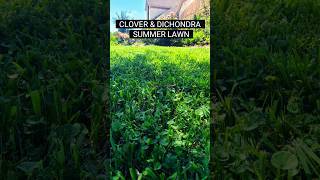 Clover and Dichondra Lawn in the Summer landscape lawncare clover dichondra groundcover grass [upl. by Ayotel]