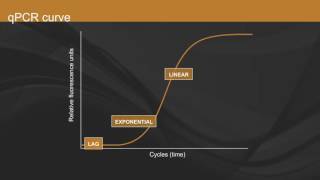 Overview of qPCR [upl. by Rajewski]