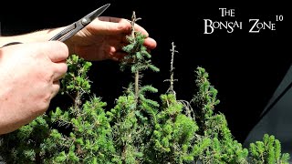 Spring Pruning My Northern Bog Style Bonsai Forest The Bonsai Zone April 2023 [upl. by Rudiger]