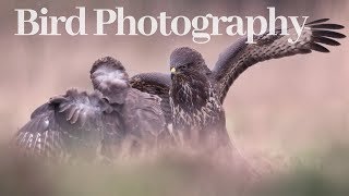 PHOTOGRAPHING BUZZARDS I Bird photography from hide [upl. by Drofniw]