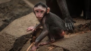 Watch Rare Baby Monkey Get Hair Pulled Right After Being Born [upl. by Trevlac]