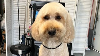 Large Goldendoodle Dog Grooming [upl. by Nickerson419]