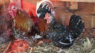 Rare Breed Chickens [upl. by Shyamal]