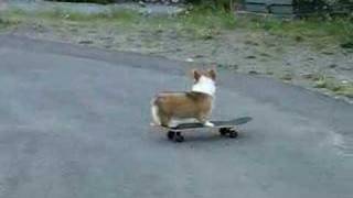 Corgi Skateboarder [upl. by Grantham]