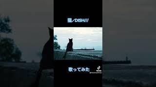 猫／Dish 歌ってみた [upl. by Irita795]