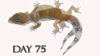 Leopard Gecko Growth Video Time Lapse Morph Cremesicle [upl. by Idette982]