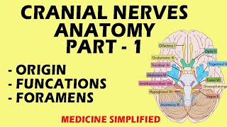 Cranial Nerves Anatomy  Cranial Nerves and their Functions  Part 1 anatomy medicine [upl. by Oznola]