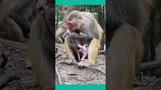 banor viral youtube 1million 1k 2024 4u 60fps 001 love jesus shorts animals reels [upl. by Asikal689]