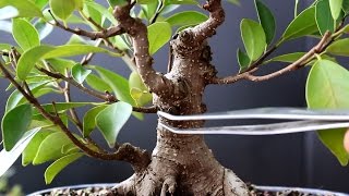 Ficus Bonsai cutting of a cutting Dec 2016 [upl. by Anitsim]