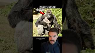 Harambe’s ENTIRE family died horribly too morbidfacts shorts [upl. by Bille]