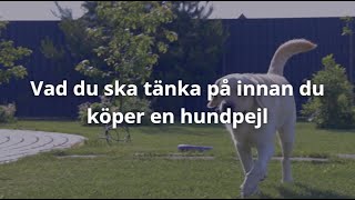 Hundpejl bäst i test 2024 Köpguide [upl. by Akimat]