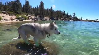 Sierra swims at Whale Beach Lake Tahoe ￼ [upl. by Nima]