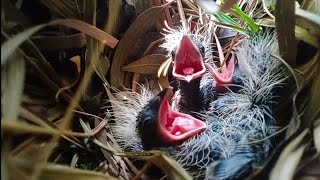 Greater Coucals fou beautiful kids🌳🌲🌴🐥🐤🐥🐤🕊🕊🕊🐧🐧🐧🐧🌴🌳🌲😘😍🥰 [upl. by Adorl]