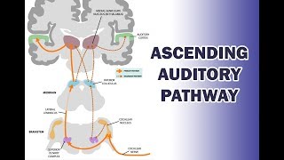 ASCENDING AUDITORY PATHWAY [upl. by Hamilton]