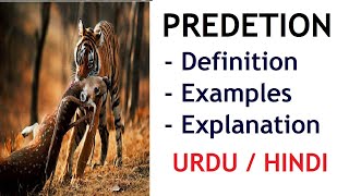 What is Predation Definition and Examples Urdu  Hindi [upl. by Chuck]