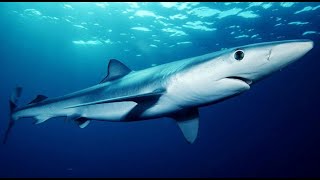 Facts The Blue Shark [upl. by Birch]