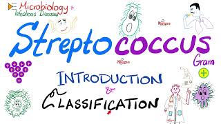 Streptococci  Introduction and Classification Group A Group B Group D  Microbiology 🧫 [upl. by Becht493]