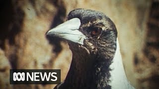 Magpies sing along to harmonica 1977 [upl. by Peppel]