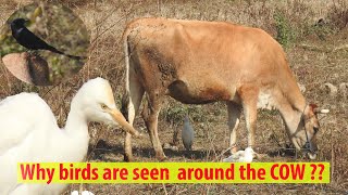 Commensalism between Cattle egrets AND cattle [upl. by Shelbi]