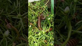 A big difference millipedes in garden bee insects centipede bug insectsrule [upl. by Janey962]