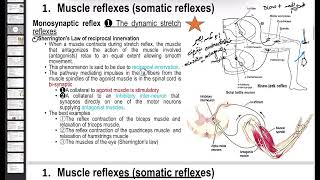 Monosynapticbisynapticpolysynaptic muscle reflexknee jerkclasp knifecross extension [upl. by Idnem582]