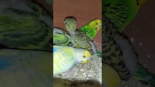 Alhamdulillah bajrika PakhiPigeonbirds kabutaparrotshortvudeo Pigeonbudgiespetspigeonbazi [upl. by Feledy530]