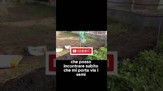 Come idratare i semi di spinaci per una germinazione rapida  GUARDA IL VIDEO COMPLETO shorts [upl. by Clere]