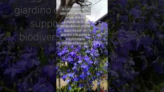 Lobelia in piena fioritura ✅lobeliaplants gardening nature garden [upl. by Hajar]