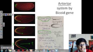 Drosophila development [upl. by Dira]