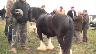 Ballinasloe Horse Fair [upl. by Otreblig]