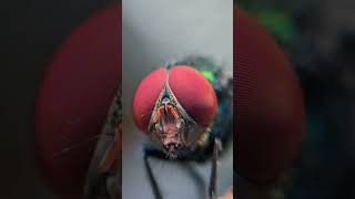 Plastic bags filled with coins make flies very angry [upl. by Ong]