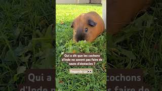 capybara cochondinde lapinou animauxmignons follow abonnetoi followme followforfollow [upl. by Beatty]