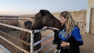 Sud Algérien 🇩🇿 Ville écologique à Ghardaïa quot Ksar Tafileltquot Algérie Sahara dz [upl. by Anana]