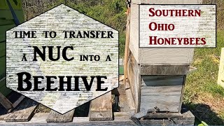 🔶Transfer a NUC into a Beehive [upl. by Curkell]