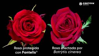 Fontelis  Control de Botrytis en rosas [upl. by Ecnerrat]