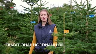 Traditional Nordmann Fir  An introduction [upl. by Erimahs]