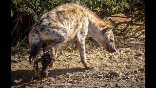 How hyena give birth blows your mind [upl. by Noreg]