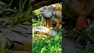 Iguana Verde animales datoscuriosos curiosidades [upl. by Mavilia145]