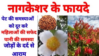 नाग केशर के क्या फायदे है benefits of nagkesartodaysAyurveda mesuaferrea [upl. by Indihar]