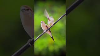 Silverbill birdslover birdwiew birdslover birdwatching nature birdingworld meerut [upl. by Matthieu]