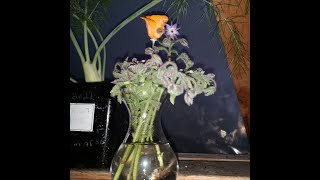 Borage and Poppy flower arrangement amp ginger [upl. by Nerw]