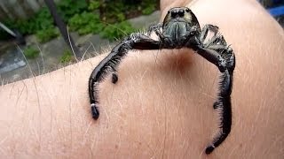 Biggest Jumping Spider EVER DOCUMENTED ON CAMERA Massive male Hyllus Diardi jumps on the camera [upl. by Cyrilla318]