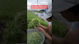 Trồng rau giữa Sài Gònlamvuon gardening trongrau farming farm garden [upl. by Ecnatsnoc]