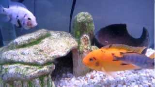 Pair of Calico  Marble Convict Cichlids  Amatitlania nigrofasciata Selective Bred [upl. by Yerdua]